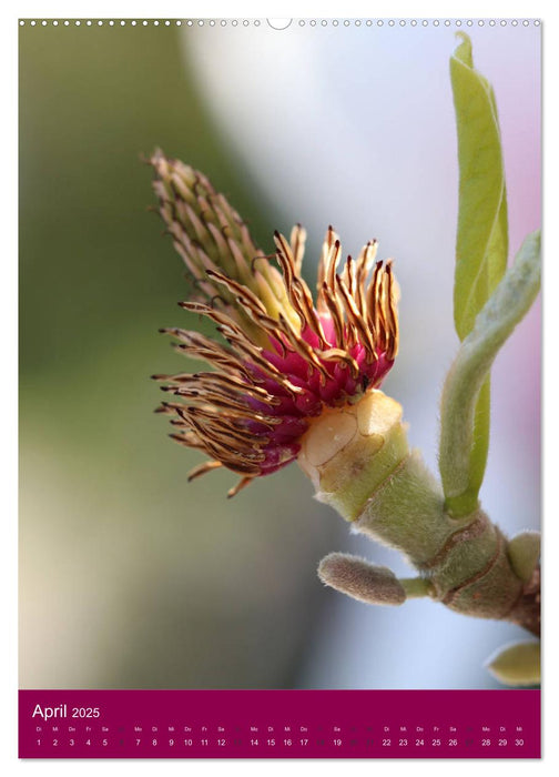 Schöne Gartenwelt (CALVENDO Premium Wandkalender 2025)