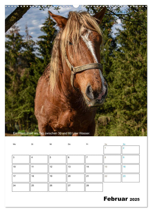 Liebenswerte Landtiere (CALVENDO Wandkalender 2025)