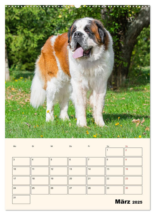 Bernhardiner - Mit dem St. Bernhardshund durch das Jahr (CALVENDO Premium Wandkalender 2025)