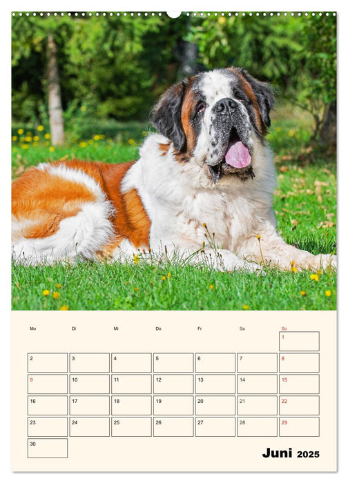 Bernhardiner - Mit dem St. Bernhardshund durch das Jahr (CALVENDO Premium Wandkalender 2025)