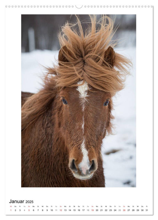 Föhnfrisuren (CALVENDO Premium Wandkalender 2025)