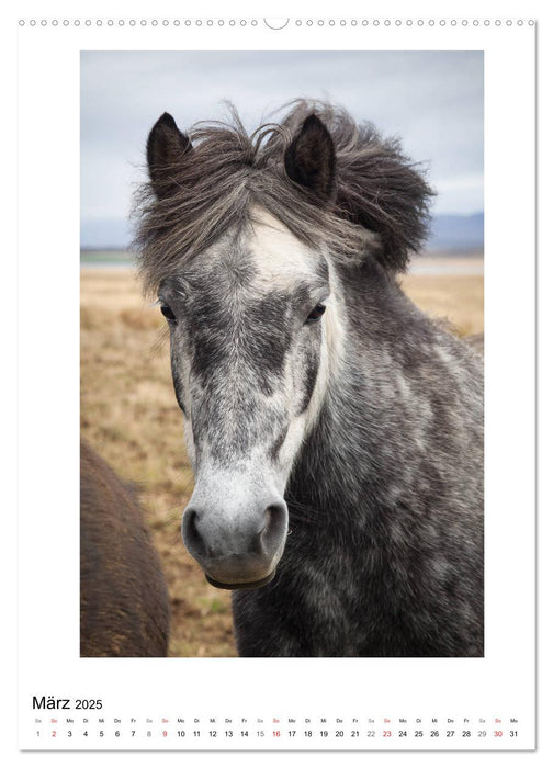 Föhnfrisuren (CALVENDO Premium Wandkalender 2025)