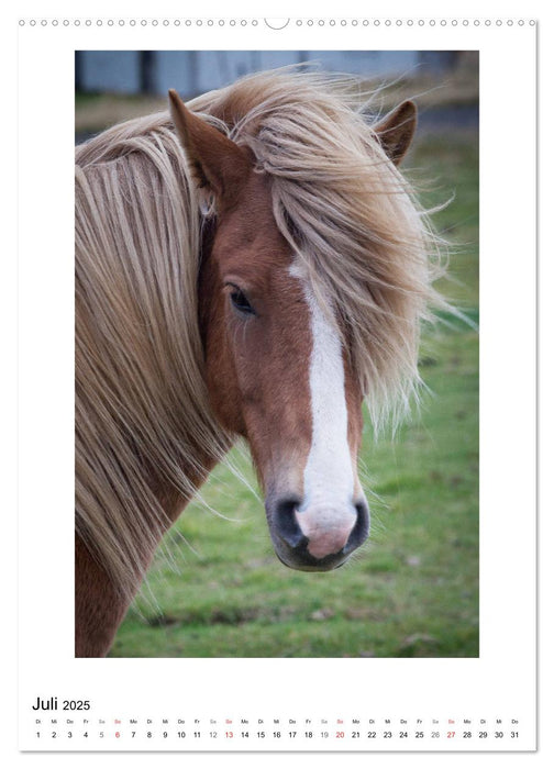 Föhnfrisuren (CALVENDO Premium Wandkalender 2025)