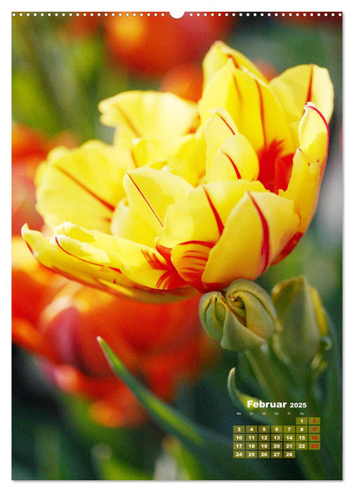 Ein buntes Tulpenjahr (CALVENDO Wandkalender 2025)