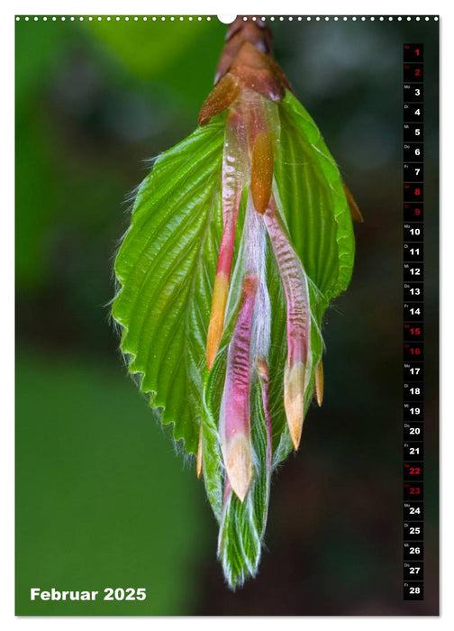 Bäume anders gesehen (CALVENDO Wandkalender 2025)