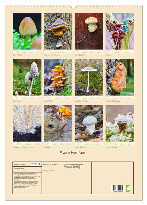 Pilze in Hochform (CALVENDO Wandkalender 2025)