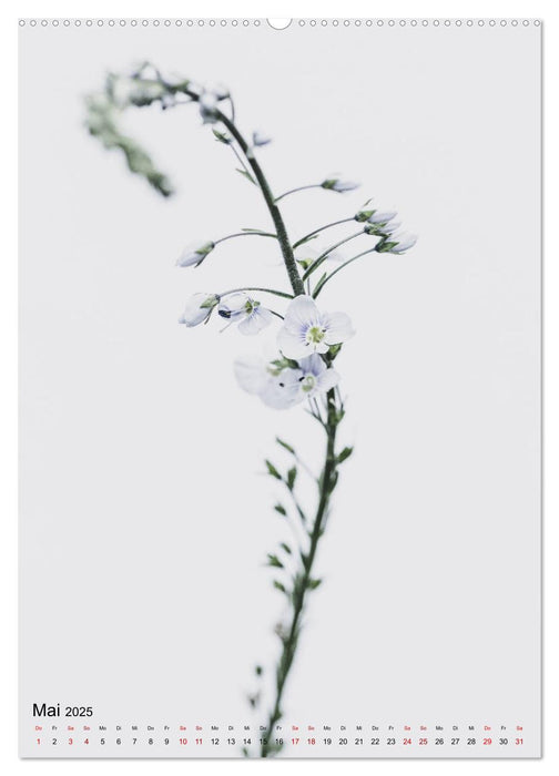 Pure Flowers (CALVENDO Premium Wandkalender 2025)