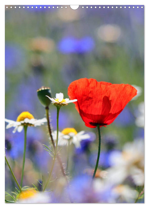 Mohn, zarte Blüten, starke Farben, der Geburtstagskalender (CALVENDO Wandkalender 2025)