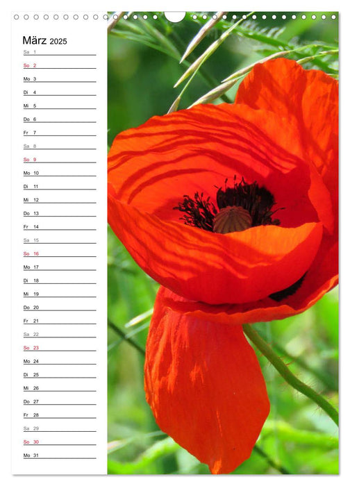 Mohn, zarte Blüten, starke Farben, der Geburtstagskalender (CALVENDO Wandkalender 2025)