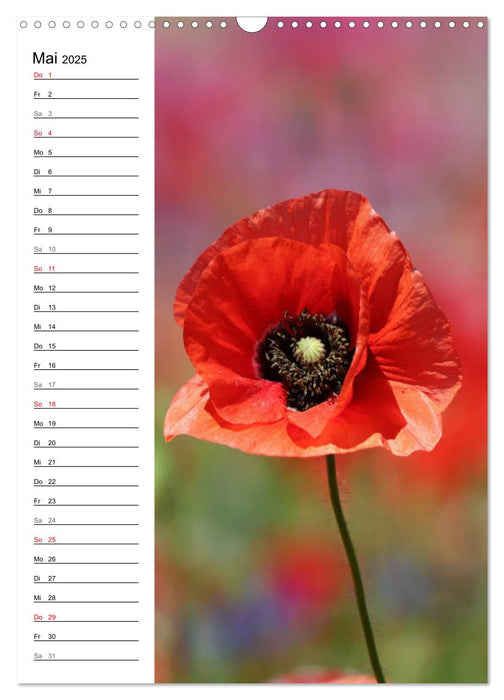 Mohn, zarte Blüten, starke Farben, der Geburtstagskalender (CALVENDO Wandkalender 2025)