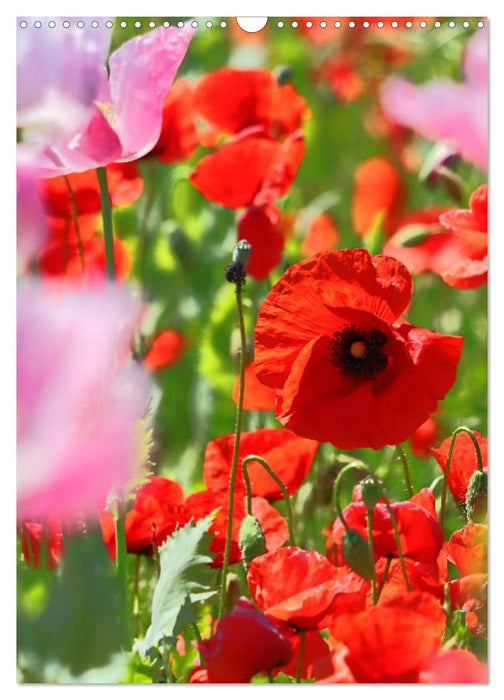 Mohn, zarte Blüten, starke Farben, der Geburtstagskalender (CALVENDO Wandkalender 2025)