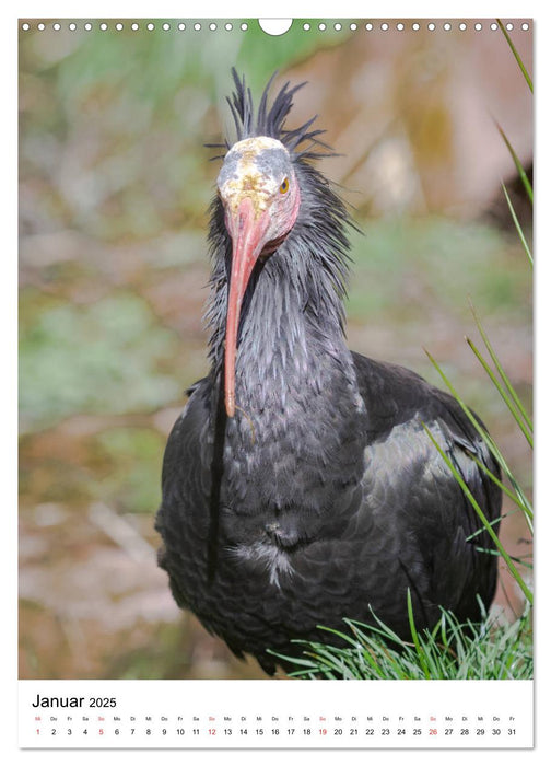 Der Waldrapp - Der etwas andere Vogel (CALVENDO Wandkalender 2025)