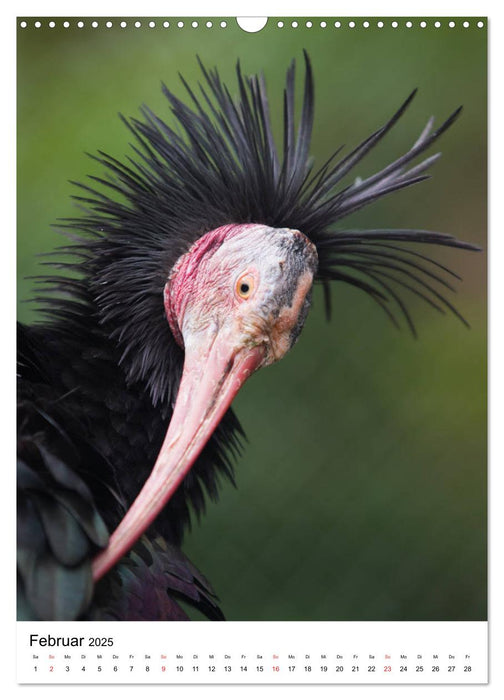 Der Waldrapp - Der etwas andere Vogel (CALVENDO Wandkalender 2025)