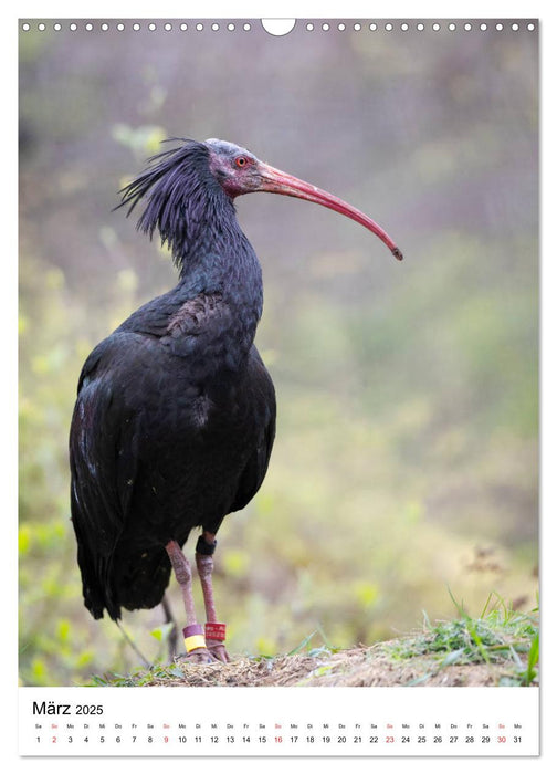 Der Waldrapp - Der etwas andere Vogel (CALVENDO Wandkalender 2025)