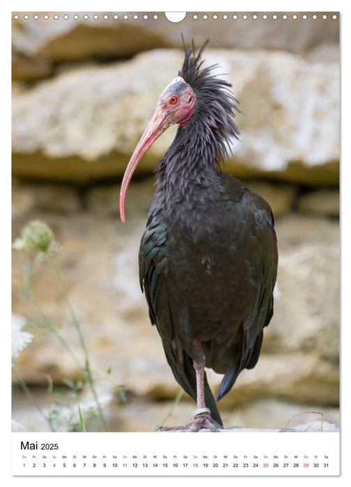 Der Waldrapp - Der etwas andere Vogel (CALVENDO Wandkalender 2025)