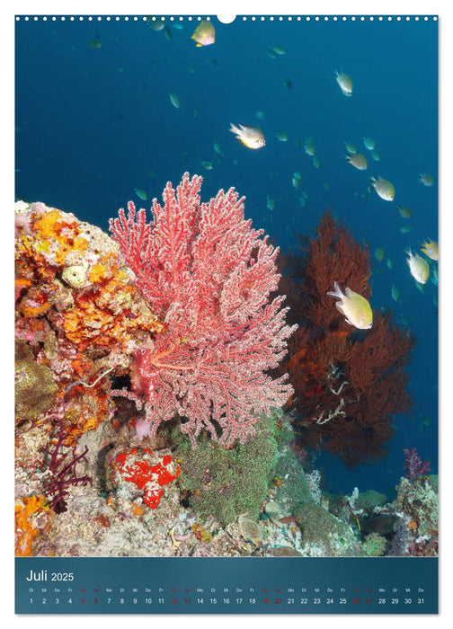 Farbenfrohe Unterwasserwelt (CALVENDO Premium Wandkalender 2025)