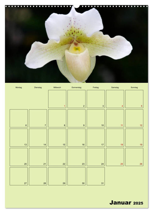 Königliche Orchideen (CALVENDO Wandkalender 2025)