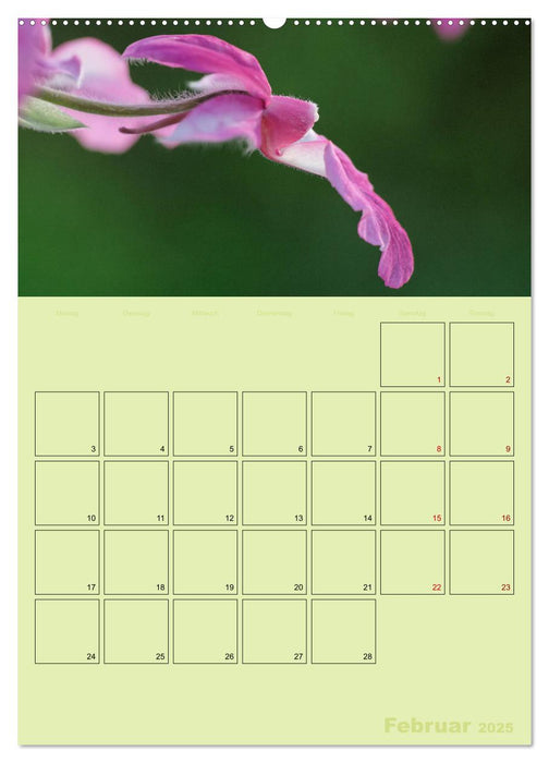 Königliche Orchideen (CALVENDO Wandkalender 2025)