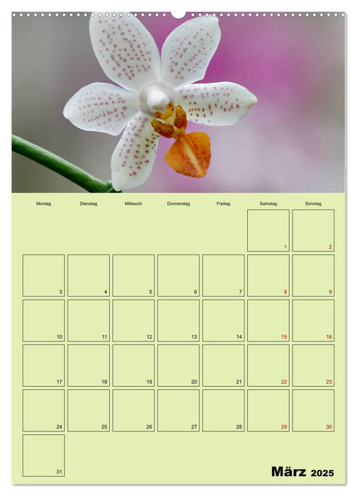 Königliche Orchideen (CALVENDO Wandkalender 2025)