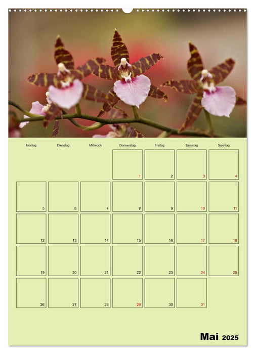 Königliche Orchideen (CALVENDO Wandkalender 2025)