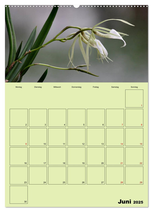 Königliche Orchideen (CALVENDO Wandkalender 2025)