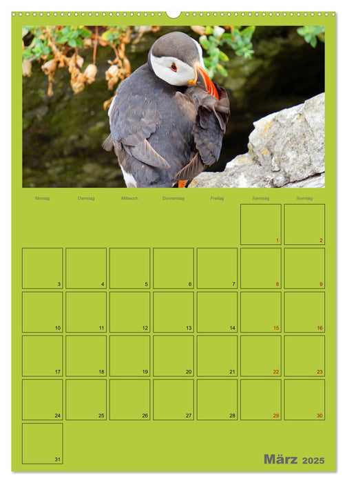 Papageitaucher Kleine Vögel im Frack AT Version (CALVENDO Wandkalender 2025)