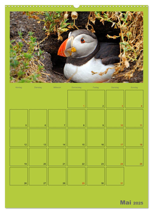 Papageitaucher Kleine Vögel im Frack AT Version (CALVENDO Wandkalender 2025)