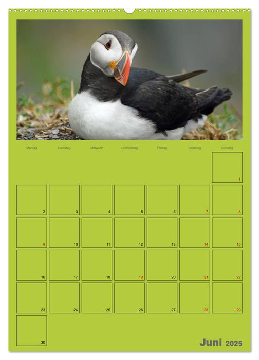 Papageitaucher Kleine Vögel im Frack AT Version (CALVENDO Wandkalender 2025)
