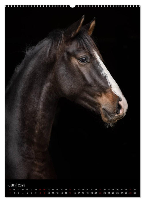 Pferde 2025 - Charakterköpfe vor der Kamera (CALVENDO Premium Wandkalender 2025)