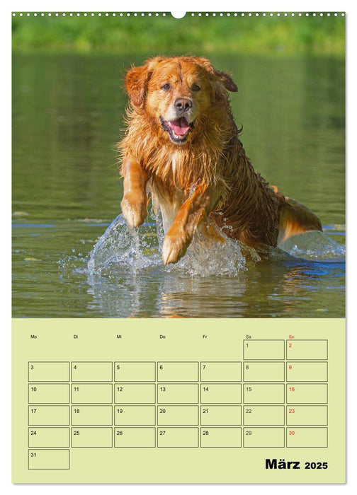 Jahresplaner Golden Retriever (CALVENDO Premium Wandkalender 2025)