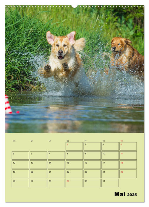 Jahresplaner Golden Retriever (CALVENDO Premium Wandkalender 2025)