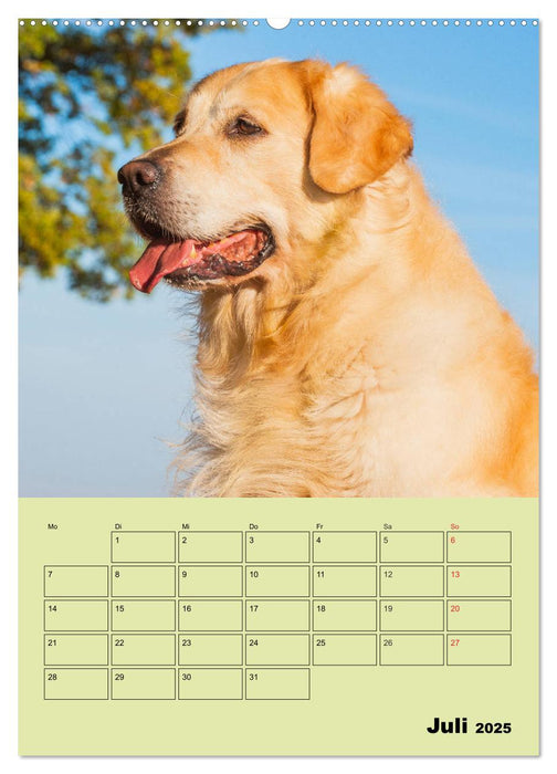 Jahresplaner Golden Retriever (CALVENDO Premium Wandkalender 2025)