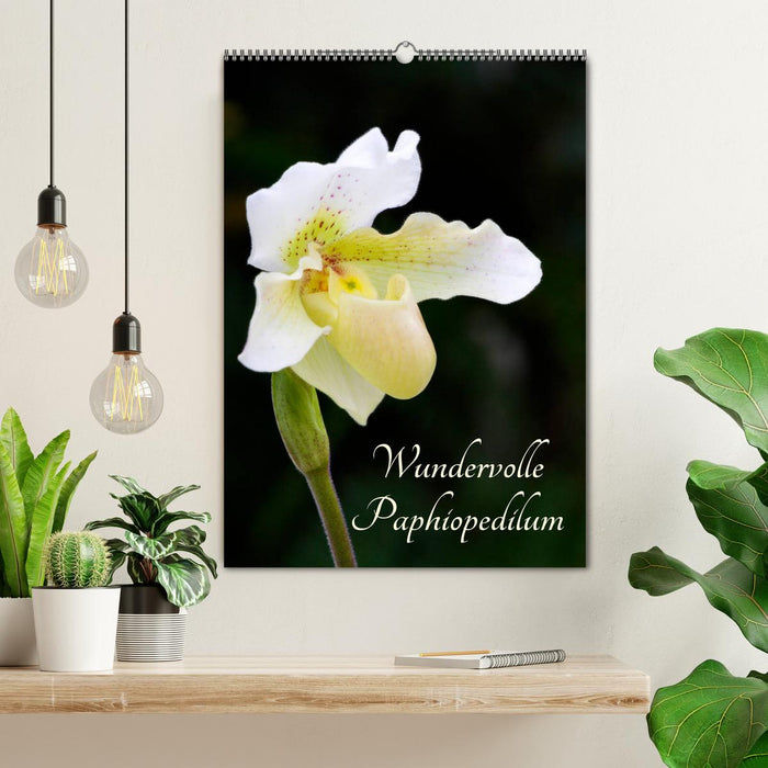 Wundervolle Paphiopedilum (CALVENDO Wandkalender 2025)