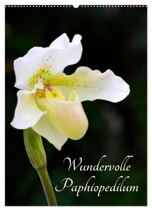 Wundervolle Paphiopedilum (CALVENDO Wandkalender 2025)