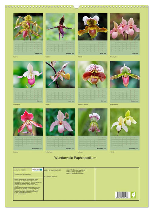 Wundervolle Paphiopedilum (CALVENDO Wandkalender 2025)