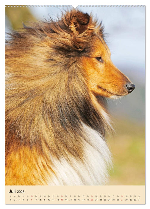 Sheltie - Wirbelwind auf 4 Pfoten (CALVENDO Premium Wandkalender 2025)