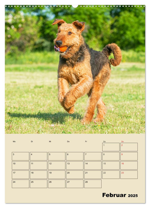 Airedale Terrier - Temperament auf 4 Pfoten (CALVENDO Premium Wandkalender 2025)