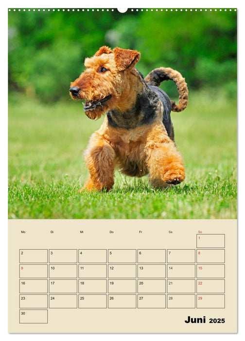 Airedale Terrier - Temperament auf 4 Pfoten (CALVENDO Premium Wandkalender 2025)