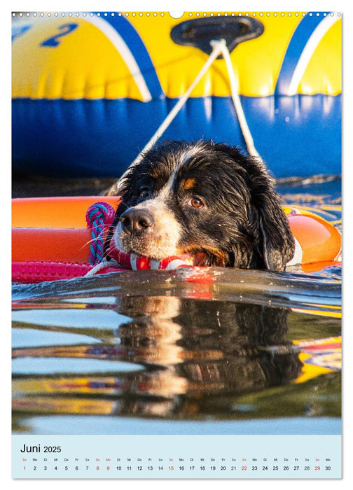 Berner Sennenhund - stark , schön und liebenswert (CALVENDO Premium Wandkalender 2025)