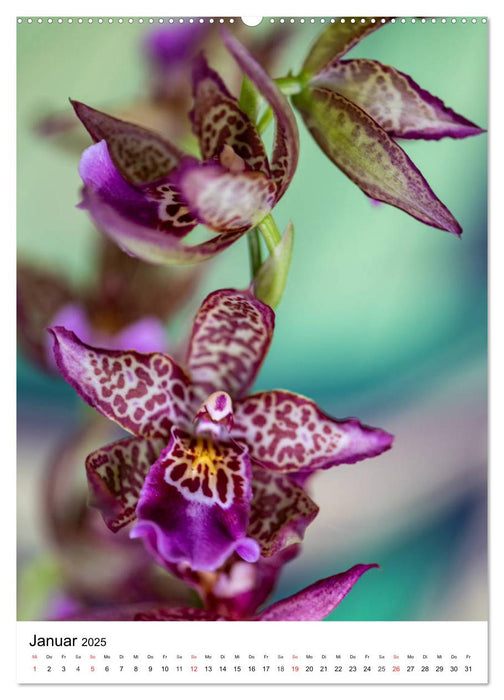 Orchideen (CALVENDO Premium Wandkalender 2025)