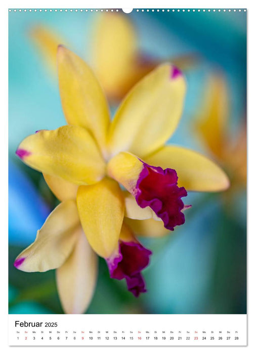 Orchideen (CALVENDO Premium Wandkalender 2025)