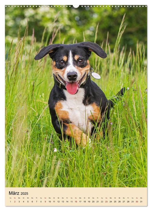 Schweizer Sennenhunde stellen sich vor (CALVENDO Premium Wandkalender 2025)