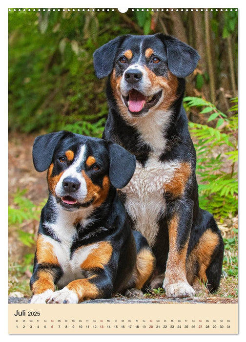 Schweizer Sennenhunde stellen sich vor (CALVENDO Premium Wandkalender 2025)