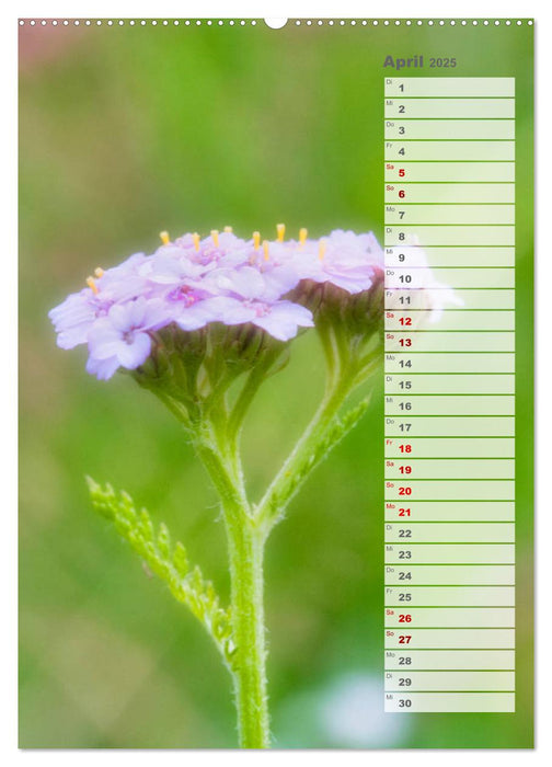 Wilde Blumen träumen (CALVENDO Wandkalender 2025)