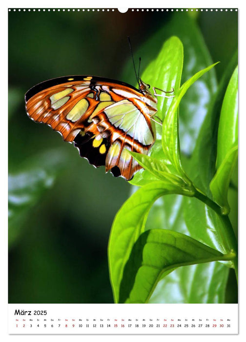 Costa Rica - Fauna & Flora (CALVENDO Wandkalender 2025)