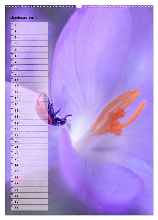 Bunt durchs Jahr (CALVENDO Premium Wandkalender 2025)