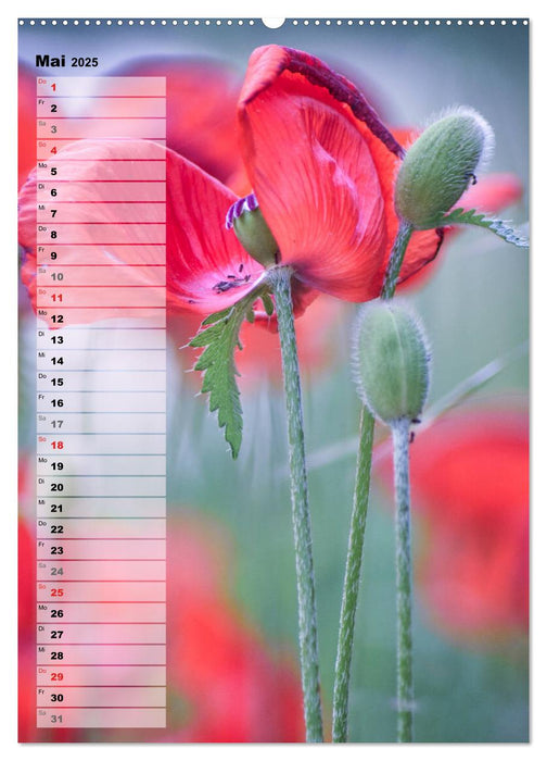 Bunt durchs Jahr (CALVENDO Premium Wandkalender 2025)