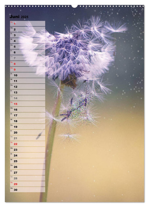 Bunt durchs Jahr (CALVENDO Premium Wandkalender 2025)