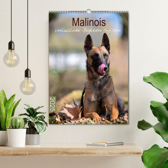 Malinois verlässliche Begleiter (CALVENDO Wandkalender 2025)