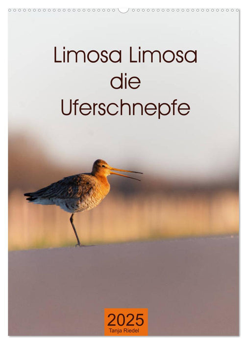 Limosa Limosa die Uferschnepfe (CALVENDO Wandkalender 2025)